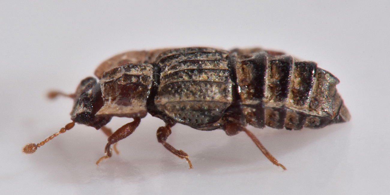 Staphylinidae:  Micropeplus sp?  S, Micropeplus staphylinoides